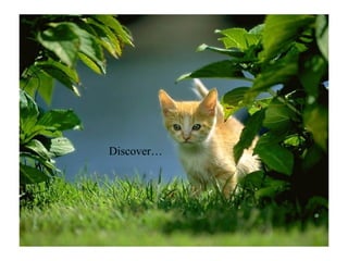 Discover… 