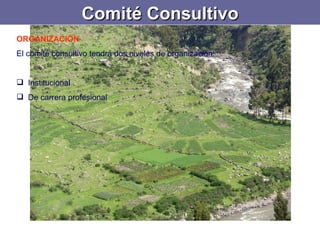 Comité Consultivo ORGANIZACIÓN El comité consultivo tendrá dos niveles de organización:   Institucional De carrera profesional 