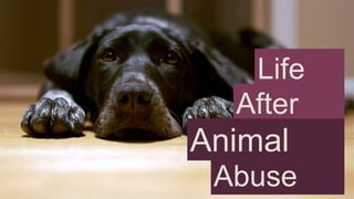 Life
After

Animal
Abuse

 