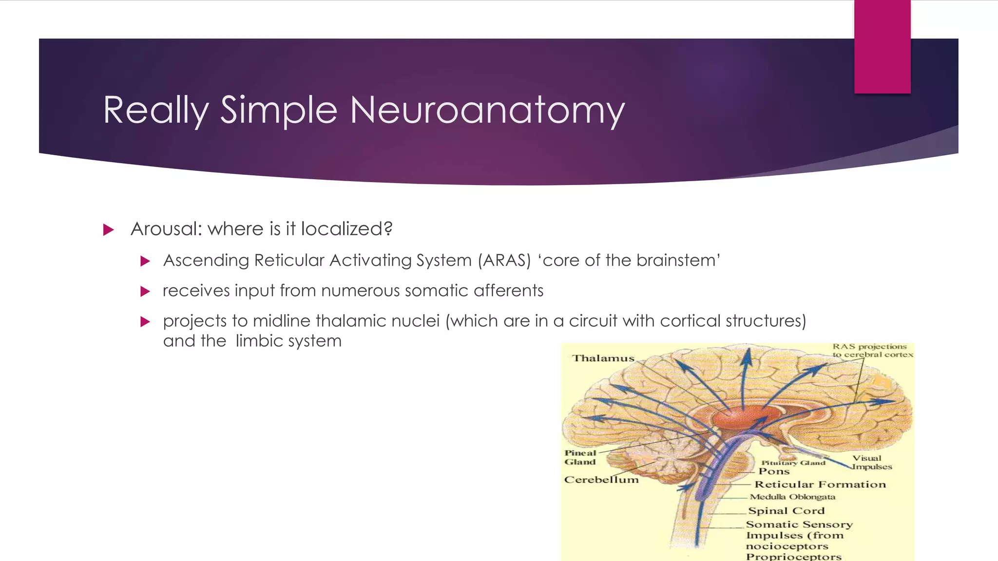 Really Simple Neuroanatomy
 Arousal: where is it localized?
 Ascending Reticular Activating System (ARAS) ‘core of the brainstem’
 receives input from numerous somatic afferents
 projects to midline thalamic nuclei (which are in a circuit with cortical structures)
and the limbic system
 