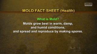 WWhhaatt iiss MMoolldd?? 
Molds grow bbeesstt iinn wwaarrmm,, ddaammpp,, 
aanndd hhuummiidd ccoonnddiittiioonnss,, 
aanndd sspprreeaadd aanndd rreepprroodduuccee bbyy mmaakkiinngg ssppoorreess.. 
 