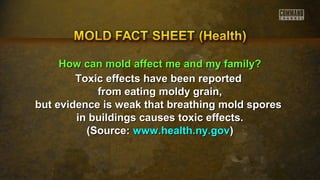 HHooww ccaann mmoolldd aaffffeecctt mmee aanndd mmyy ffaammiillyy?? 
Toxic effects hhaavvee bbeeeenn rreeppoorrtteedd 
ffrroomm eeaattiinngg mmoollddyy ggrraaiinn,, 
bbuutt eevviiddeennccee iiss wweeaakk tthhaatt bbrreeaatthhiinngg mmoolldd ssppoorreess 
iinn bbuuiillddiinnggss ccaauusseess ttooxxiicc eeffffeeccttss.. 
((SSoouurrccee:: wwwwww..hheeaalltthh..nnyy..ggoovv)) 
 