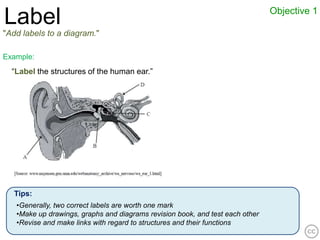 Objective 1
Label
"Add labels to a diagram."

Example:
  “Label the structures of the human ear.”




   Tips:
   •Generally, two correct labels are worth one mark
   •Make up drawings, graphs and diagrams revision book, and test each other
   •Revise and make links with regard to structures and their functions
 