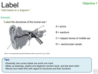 Objective 1
Label
"Add labels to a diagram."

Example:
  “Label the structures of the human ear.”
                                                    A = pinna

                                                    B = eardrum

                                                    C = stapes/ bones of middle ear

                                                    D = semicircular canals




   Tips:
   •Generally, two correct labels are worth one mark
   •Make up drawings, graphs and diagrams revision book, and test each other
   •Revise and make links with regard to structures and their functions
 