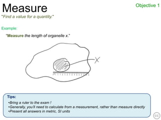 Objective 1
Measure
"Find a value for a quantity."

Example:
  “Measure the length of organelle x.”




   Tips:
   •Bring a ruler to the exam !
   •Generally, you’ll need to calculate from a measurement, rather than measure directly
   •Present all answers in metric, SI units
 