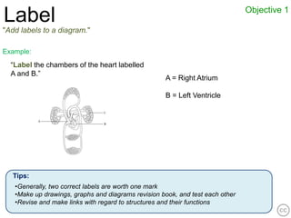Objective 1
Label
"Add labels to a diagram."

Example:
  “Label the chambers of the heart labelled
  A and B.”
                                                    A = Right Atrium

                                                    B = Left Ventricle




   Tips:
   •Generally, two correct labels are worth one mark
   •Make up drawings, graphs and diagrams revision book, and test each other
   •Revise and make links with regard to structures and their functions
 