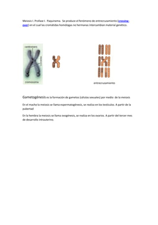 Meiosis I. Profase I. Paquinema. Se produce el fenómeno de entrecruzamiento (crossing-
over) en el cual las cromátidas homólogas no hermanas intercambian material genético.




                                                             entrecruzamiento



Gametogénesis es la formación de gametos (células sexuales) por medio          de la meiosis

En el macho la meiosis se llama espermatogénesis, se realiza en los testículos. A partir de la
pubertad

En la hembra la meiosis se llama ovogénesis, se realiza en los ovarios. A partir del tercer mes
de desarrollo intrauterino.
 