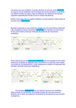 Los seres vivos que sintetizan su propio alimento se conocen como autótrofos.
La mayoría de los autótrofos usan la energía del sol para sintetizar su alimento.
Las plantas verdes, las algas y algunas bacterias son autótrofos que poseen
organelos especializados donde ocurre la síntesis del alimento.

Existen otros seres que no pueden sintetizar su propio alimento. Estos seres se
conocen como heterótrofos.



Aquellas reacciones en que sustancias simples se unen para formar sustancias
más complejas se llaman reacciones anabólicas. Por ejemplo, las reacciones
en las que la célula construye moléculas de proteínas son reacciones
anabólicas.




Otras reacciones son las reacciones catabólicas que son aquellas en las cuales
sustancias complejas se degradan para convertirse en sustancias más simples.
Las proteínas, los polisacáridos y otras moléculas se rompen en moléculas más
sencillas mediante reacciones catabólicas.




        Una reacción endergónica es una reacción química que necesita o
utiliza energía. En las plantas, se necesita energía de la luz para producir
alimento; por lo tanto, la producción de alimento en las plantas es una reacción
endergónica.
 