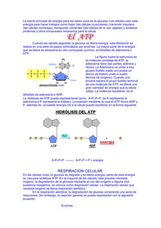 La fuente principal de energía para los seres vivos es la glucosa. Las células usan esta
energía para hacer trabajos como halar (las células musculares), transmitir impulsos
(las células nerviosas), transportar nutrientes (las células de la raíz vegetal) y sintetizar
proteínas y otros compuestos necesarios para la célula.



        Cuando las células degradan la glucosa se libera energía, esta liberación se
realiza en una serie de pasos controlados por enzimas. La mayor parte de le energía
que se libera se almacena en otro compuesto químico: el trifosfato de adenosina o
ATP.
                                                         La figura ilustra la estructura de
                                                la molécula compleja de ATP, la
                                                adenosina tiene dos partes: adenina y
                                                ribosa. La Adenosina va unida a tres
                                                grupos fosfato (cada uno posee un
                                                átomo de fósforo unido a cuatro
                                                átomos de oxígeno). Cuando una
                                                enzima separa el grupo fosfato terminal
                                                de una molécula de ATP, se libera una
                                                gran cantidad de energía que la célula
                                                utiliza. La molécula resultante es el
difosfato de adenosina o ADP.
La molécula de ATP puede representarse como A-PPP, (la A representa la
adenosina y P representa el fosfato). La reacción mediante la cual el ATP forma ADP y
P, además de proveerle energía útil a la célula puede escribirse en la forma siguiente.




                       A-PPP ------- A-PP + P + energía


                            RESPIRACION CELULAR.
En las células vivas, la glucosa se degrada y se libera energía, parte de esta energía
se usa para sintetizar ATP. En la mayoría de las células, este proceso necesita
oxigeno, la degradación de la glucosa mediante el uso del oxígeno o alguna otra
sustancia inorgánica, se conoce como respiración celular. La respiración celular que
necesita oxígeno se llama respiración aeróbica.
       En la respiración aeróbica, la degradación de glucosa comprende una serie de
reacciones. Sin embargo, la reacción general se puede representar con la siguiente
ecuación.

                               Enzimas
 