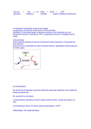 C6H12O6      +       6O2    -------   6CO2 +     6H2O +        ATP
(glucosa)          (oxígeno)           (bióxido      (agua) trifosfato de adenosina




La respiración anaeróbica se da en dos etapas:
La glucólisis y el Ciclo del Ácido Cítrico o Ciclo de Krebs
Glucólisis. En la primera etapa, la glucosa se parte en dos moléculas con una
Producción neta de 2 molculas de ATP. La glucólisis ocurre en el citoplasma de la
célula.

Ciclo de Krebs
Cada molécula de ácido pirúvico se convierte en Acetil Coenzima A. Compuesto de
dos carbonos.
Que se une aun compuesto de cuatro carbonos hasta la degradación total de glucosa
en CO2 y agua.




La Fermentación,

Es otra forma de degradar la glucosa utilizando sustancias orgánicas como aceptores
finales de electrones.

Se puede dar en dos tipos:

La fermentación alcohólica en ella se obtiene alcohol etílico, bióxido de carbono y 2
ATP

La fermentación láctica. En ella se obtiene ácido láctico + 2ATP

Fotosíntesis. Ver video de tarea
 