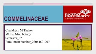 COMMELINACEAE
Chandresh M Thakor.
MUIS_Msc_botany
Semester_02
Enrollment number_22064601007
 