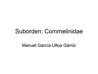 Suborden: Commelinidae

  Manuel García-Ulloa Gámiz
 