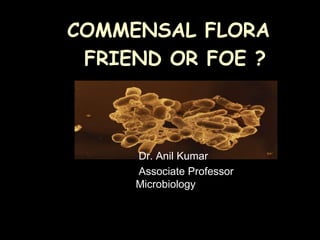 COMMENSAL FLORA
FRIEND OR FOE ?
Dr. Anil Kumar
Associate Professor
Microbiology
 