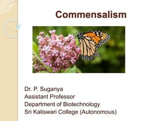 Commensalism
Dr. P. Suganya
Assistant Professor
Department of Biotechnology
Sri Kaliswari College (Autonomous)
 