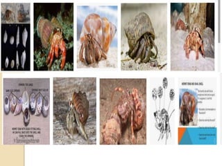 Commensalism Science