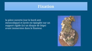 Fixation
la pièce ouverte (sur le bord anti
mesocolique) et lavée est épinglée sur un
support rigide (ici un disque de liège)
avant immersion dans le fixateur.
 