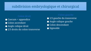 subdivision embryologique et chirurgical
Colon droit
● Caecum + appendice
● Colon ascendant
● Angle colique droit
● 2/3 droits du colon transverse
Colon gauche
● 1/3 gauche du transverse
● Angle colique gauche
● Colon descendant
● Sigmoïde
 