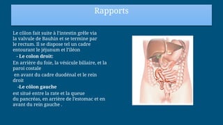 Rapports
Le côlon fait suite à l’intestin grêle via
la valvule de Bauhin et se termine par
le rectum. Il se dispose tel un cadre
entourant le jéjunum et l’iléon
- Le colon droit:
En arrière du foie, la vésicule biliaire, et la
paroi costale
en avant du cadre duodénal et le rein
droit
-Le côlon gauche
est situé entre la rate et la queue
du pancréas, en arrière de l’estomac et en
avant du rein gauche .
 