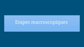 Etapes macroscopiques
 