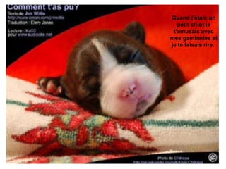 Quand j'étais un petit chiot je t'amusais avec mes gambades et je te faisais rire.  
