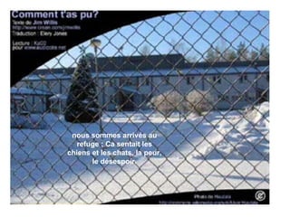 nous sommes arrivés au refuge ; Ca sentait les chiens et les chats, la peur, le désespoir. 