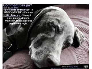 Elles, elles connaissent la triste vérité: les difficultés de placer un chien qui n'est plus tout jeune, même un chien avec des papiers en règle. 