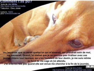 ou j'espérais que ce serait quelqu'un qui m'aimerait, qui prendrait soin de moi, me sauverait. Quand j'ai réalisé que je ne pouvais pas rivaliser avec ces jeunes chiens tout heureux, qui s'en foutaient de leur destin, je me suis retirée au fond de ma cage et j'ai attendu.  J'ai entendu ses pas quand elle est venue me chercher à la fin de la journée,  