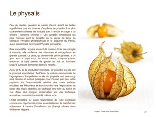 Le physalis
20
Peu de plantes peuvent se vanter d'avoir autant de belles
appellations que les dizaines d'espèces de physalis. Les plus
couramment utilisées en français sont « amour en cage » ou
encore « lanterne chinoise ». Les variétés comestibles les
plus connues sont le tomatillo ou la cerise de terre du
Mexique (Physalis philadelphica) et le coqueret du Pérou,
aussi appelé baie des Incas (Physalis peruviana).
Baie comestible, le plus souvent de couleur dorée ou orangée
à maturité, elle renferme des vitamines et antioxydants en
grande quantité. La chair, qui contient de petites graines, a un
goût doux à aigre-doux. Le calice séché, d'aspect papier,
entourant la baie permet de garder au fruit sa fraîcheur
jusqu'à quelques semaines après la récolte.
Avec 90 % de la production mondiale, la Colombie est de loin
le principal exportateur. Au Pérou, la culture commerciale de
l'aguaymanto, l'appellation locale du physalis, est beaucoup
plus récente et surtout pratiquée pour l'instant par des petits
paysans. Vu l'inaccessibilité relative des zones andines
reculées, les Péruviens se sont tournés vers l'exportation de
baies des Incas séchées. Le séchage des fruits au soleil en
vue d'une plus longue conservation est une technique
ancestrale, remontant aussi à la culture inca.
L'État considère lui aussi l'exportation de fruits exotiques
comme une opportunité et vise essentiellement le marché bio,
notamment à travers l'installation de champs pilotes dans
différentes régions.
Physalis : Crédit photo RHiNO NEAL
 