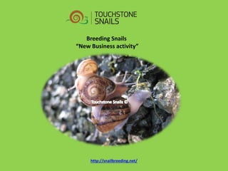 Breeding Snails 
“New Business activity” 
http://snailbreeding.net/  