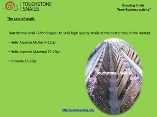 Breeding Snails “New Business activity” 
Touchstone Snail Technologies Ltd sells high quality snails at the best prices in the market. 
• Helix Asperse Muller 8-12 gr 
• Helix Asperse Maximal 15-20gr 
• Pomatia 15-20gr 
The sale of snails http://snailbreeding.net/  