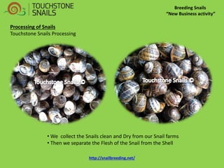Breeding Snails 
“New Business activity” 
Processing of Snails Touchstone Snails Processing 
• We collect the Snails clean and Dry from our Snail farms 
• Then we separate the Flesh of the Snail from the Shell http://snailbreeding.net/  