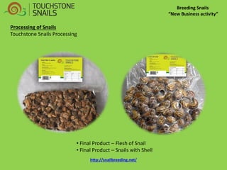 Breeding Snails “New Business activity” 
Processing of Snails Touchstone Snails Processing 
• Final Product – Flesh of Snail 
• Final Product – Snails with Shell http://snailbreeding.net/  