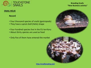 Breeding Snails “New Business activity” SNAIL HELIX Record 
• Four thousand species of snails (gastropods) 
• They have a spiral shell (Helix) shape 
• Four hundred species live in the EU territory 
• About thirty species are used as food 
• Only five of them have entered the market http://snailbreeding.net/  