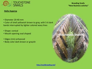 Breeding Snails “New Business activity” Helix Aspersa 
• Diameter 20-40 mm 
• Color of shell yellowish brown to gray, with 5-6 dark bands interrupted by lighter colored wavy lines 
• Shape: conical 
• Mouth opening oval shaped 
• Edges (rim) enhanced 
• Body color dark brown or grayish http://snailbreeding.net/  