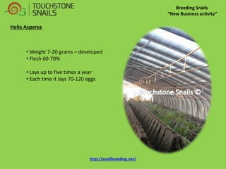 Breeding Snails “New Business activity” Helix Aspersa 
• Weight 7-20 grams – developed 
• Flesh 60-70% 
• Lays up to five times a year 
• Each time it lays 70-120 eggs http://snailbreeding.net/  