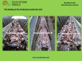 Breeding Snails 
“New Business activity” 
The feeding of the Production inside the Unit 
http://snailbreeding.net/  