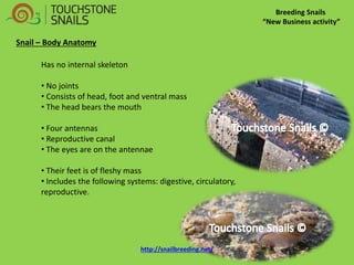 Breeding Snails “New Business activity” Snail – Body Anatomy Has no internal skeleton 
• No joints 
• Consists of head, foot and ventral mass 
• The head bears the mouth 
• Four antennas 
• Reproductive canal 
• The eyes are on the antennae 
• Their feet is of fleshy mass 
• Includes the following systems: digestive, circulatory, reproductive. http://snailbreeding.net/  