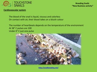Breeding Snails “New Business activity” The blood of the snail is liquid, viscous and colorless On contact with air, their blood takes on a bluish colour The number of heartbeats depends on the temperature of the environment At 38° C pulses are 100 Under 0° C just one pulse Cardiovascular system http://snailbreeding.net/  