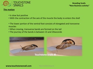 Breeding Snails “New Business activity” www.touchstonesnail.com 
• Is slow but positive 
• With the contraction of the axis of the muscle the body re-enters the shell 
• The lower portion of the ventral foot consists of elongated and transverse muscles 
• When moving, transverse bands are formed on the tail 
• The journey of the bands is between 15 and 20seconds 
The motion http://snailbreeding.net  