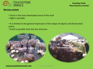 Breeding Snails “New Business activity” www.touchstonesnail.com 
• Touch is the most developed sense of the snail 
• Sight is possible 
• It is limited to the general impression of the shape of objects and illuminated points 
• Smell is possible from the low antennas 
Nervous system http://snailbreeding.net  