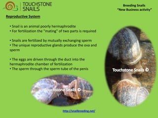 Breeding Snails “New Business activity” 
• Snail is an animal poorly hermaphrodite 
• For fertilization the "mating" of two parts is required 
• Snails are fertilized by mutually exchanging sperm 
• The unique reproductive glands produce the ova and sperm 
• The eggs are driven through the duct into the hermaphrodite chamber of fertilization 
• The sperm through the sperm tube of the penis 
Reproductive System http://snailbreeding.net/  