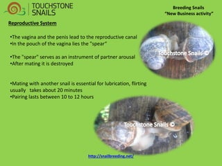 Breeding Snails “New Business activity” 
•The vagina and the penis lead to the reproductive canal 
•In the pouch of the vagina lies the "spear“ 
•The "spear" serves as an instrument of partner arousal 
•After mating it is destroyed 
•Mating with another snail is essential for lubrication, flirting usually takes about 20 minutes 
•Pairing lasts between 10 to 12 hours 
Reproductive System http://snailbreeding.net/  