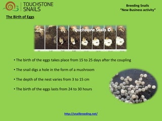 Breeding Snails “New Business activity” The Birth of Eggs 
• The birth of the eggs takes place from 15 to 25 days after the coupling 
• The snail digs a hole in the form of a mushroom 
• The depth of the nest varies from 3 to 15 cm 
• The birth of the eggs lasts from 24 to 30 hours http://snailbreeding.net/  