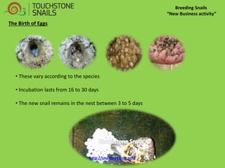 Breeding Snails “New Business activity” The Birth of Eggs 
• These vary according to the species 
• Incubation lasts from 16 to 30 days 
• The new snail remains in the nest between 3 to 5 days http://snailbreeding.net/  