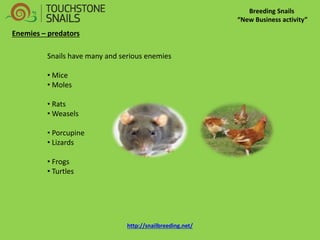 Breeding Snails “New Business activity” Enemies – predators Snails have many and serious enemies 
• Mice 
• Moles 
• Rats 
• Weasels 
• Porcupine 
• Lizards 
• Frogs 
• Turtles http://snailbreeding.net/  