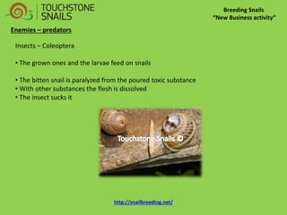 Breeding Snails “New Business activity” Enemies – predators Insects – Coleoptera 
• The grown ones and the larvae feed on snails 
• The bitten snail is paralyzed from the poured toxic substance 
• With other substances the flesh is dissolved 
• The insect sucks it http://snailbreeding.net/  