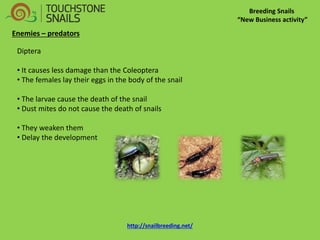 Breeding Snails “New Business activity” Enemies – predators Diptera 
• It causes less damage than the Coleoptera 
• The females lay their eggs in the body of the snail 
• The larvae cause the death of the snail 
• Dust mites do not cause the death of snails 
• They weaken them 
• Delay the development http://snailbreeding.net/  