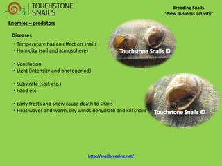 Breeding Snails “New Business activity” Enemies – predators Diseases 
• Temperature has an effect on snails 
• Humidity (soil and atmosphere) 
• Ventilation 
• Light (intensity and photoperiod) 
• Substrate (soil, etc.) 
• Food etc. 
• Early frosts and snow cause death to snails 
• Heat waves and warm, dry winds dehydrate and kill snails http://snailbreeding.net/  
