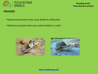 Breeding Snails “New Business activity” Adversities 
• Rapid and persistent rains cause death by suffocation 
• Deficiency and poor diet cause abnormalities in snails http://snailbreeding.net/  