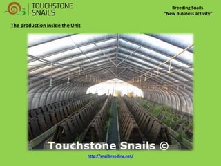 Breeding Snails 
“New Business activity” 
The production inside the Unit http://snailbreeding.net/  